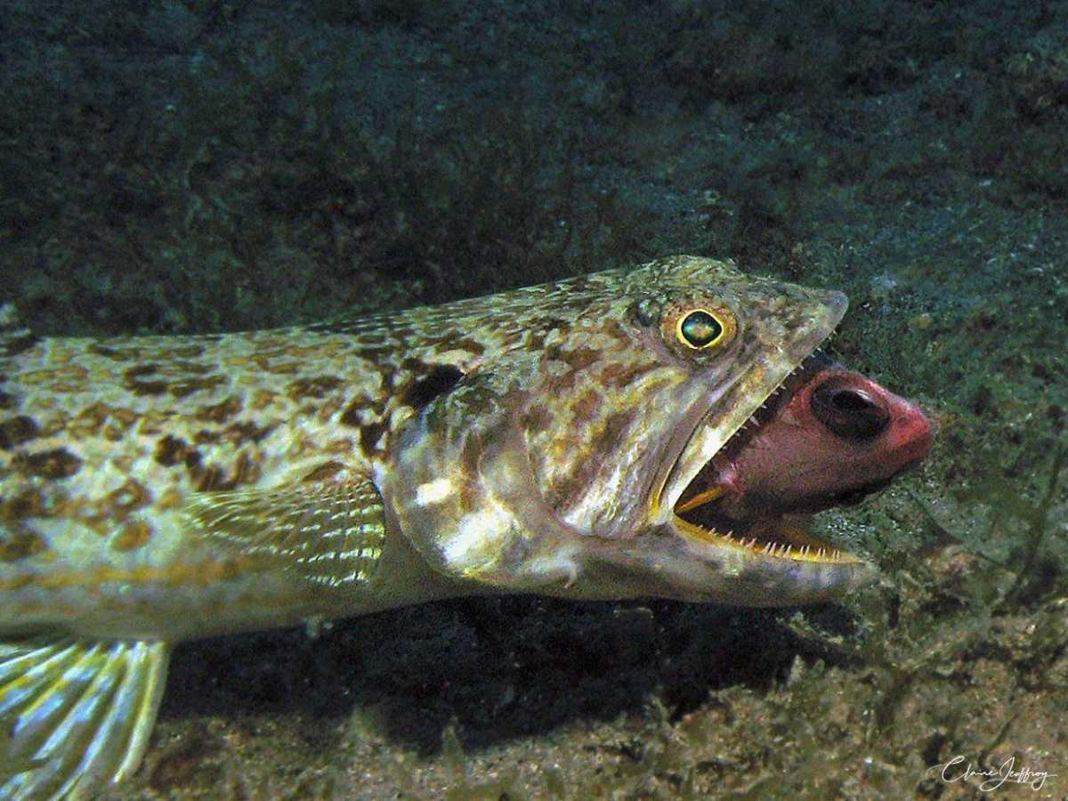 Poissons Lézards Poissons Lézards