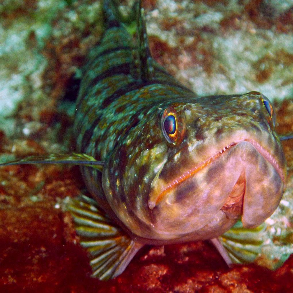 Poissons Lézards
