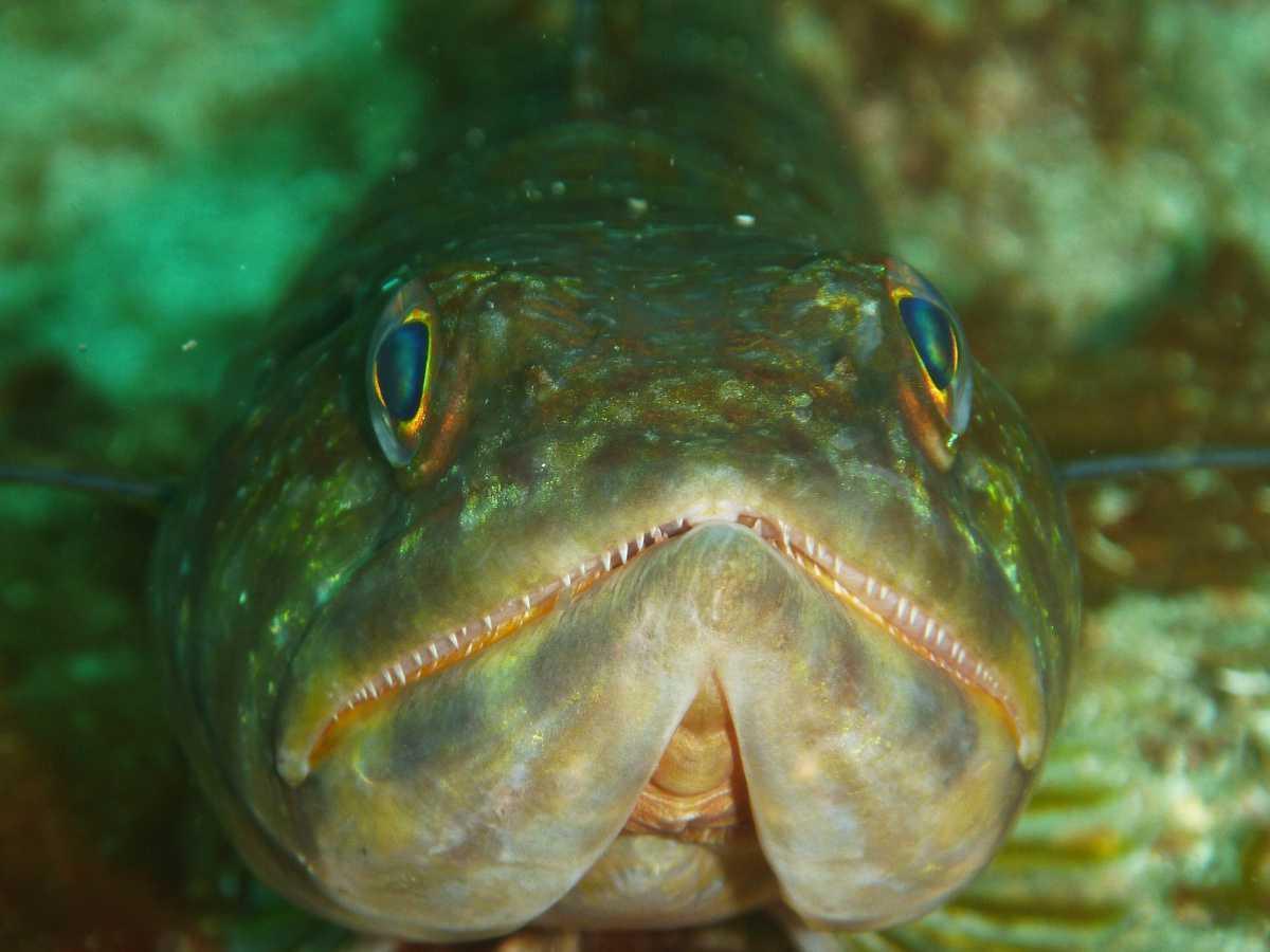 Poissons Lézards