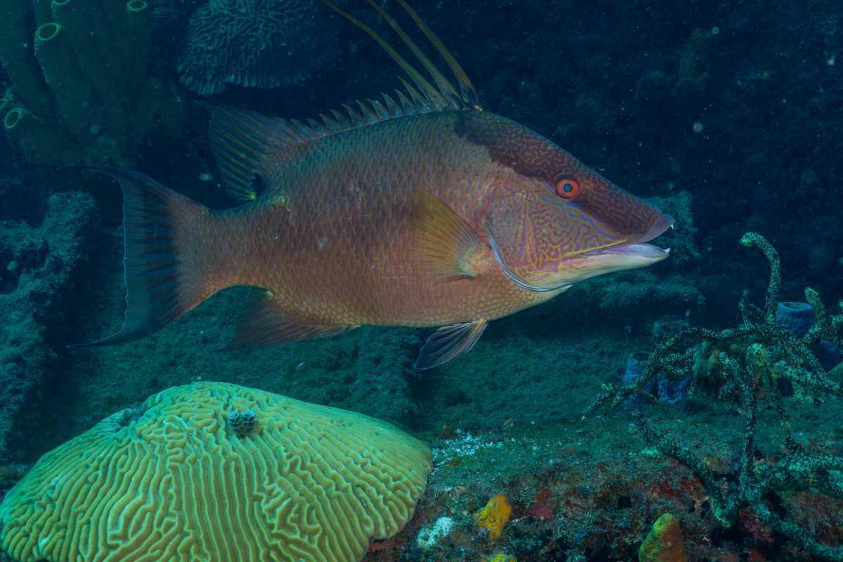 Poissons Lézards Poissons Lézards