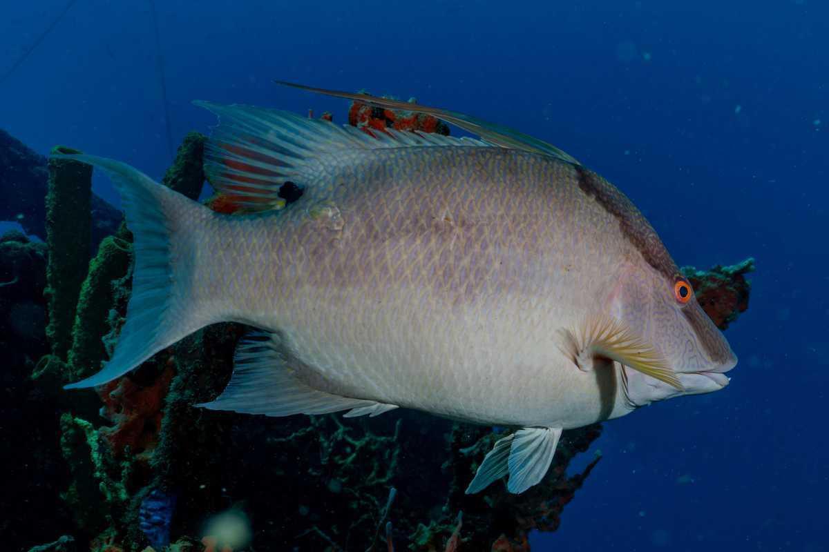 Poisson Capitaine