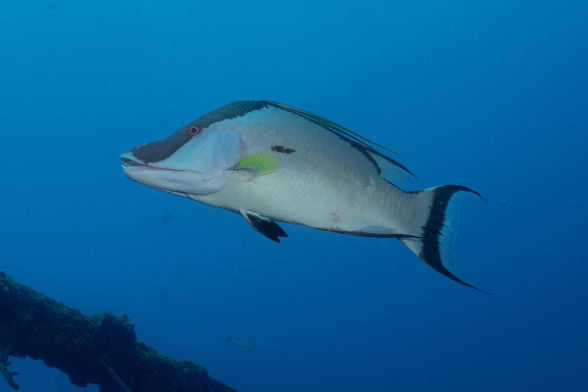 Poisson Capitaine Poisson Capitaine