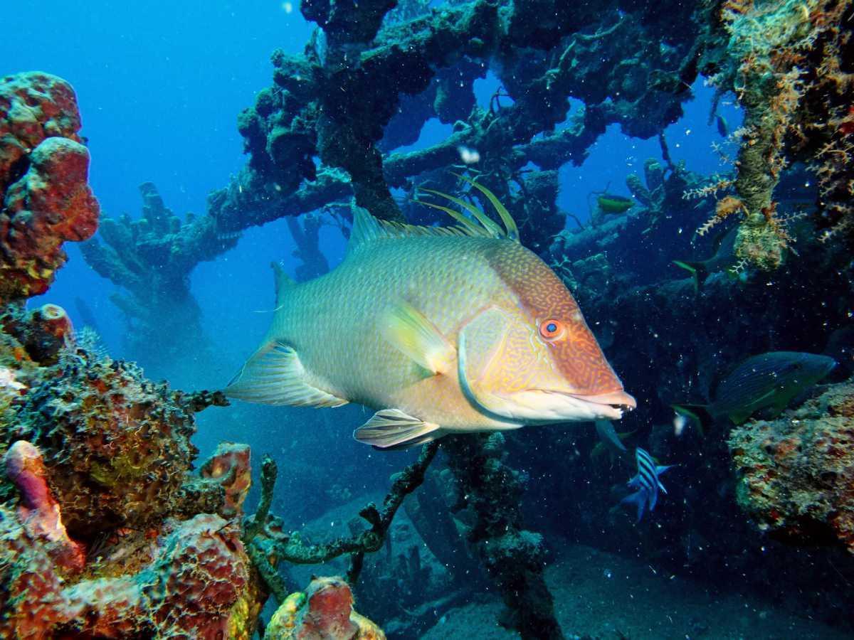 Poisson Capitaine