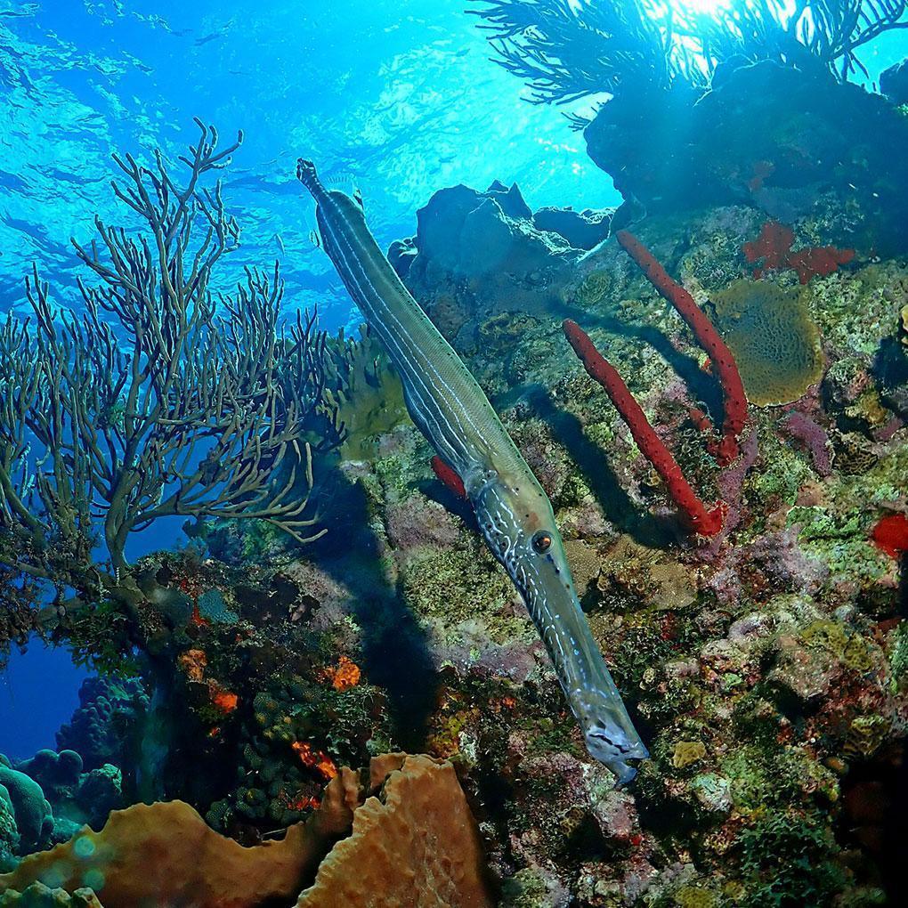 Poissons trompettes Poissons trompettes