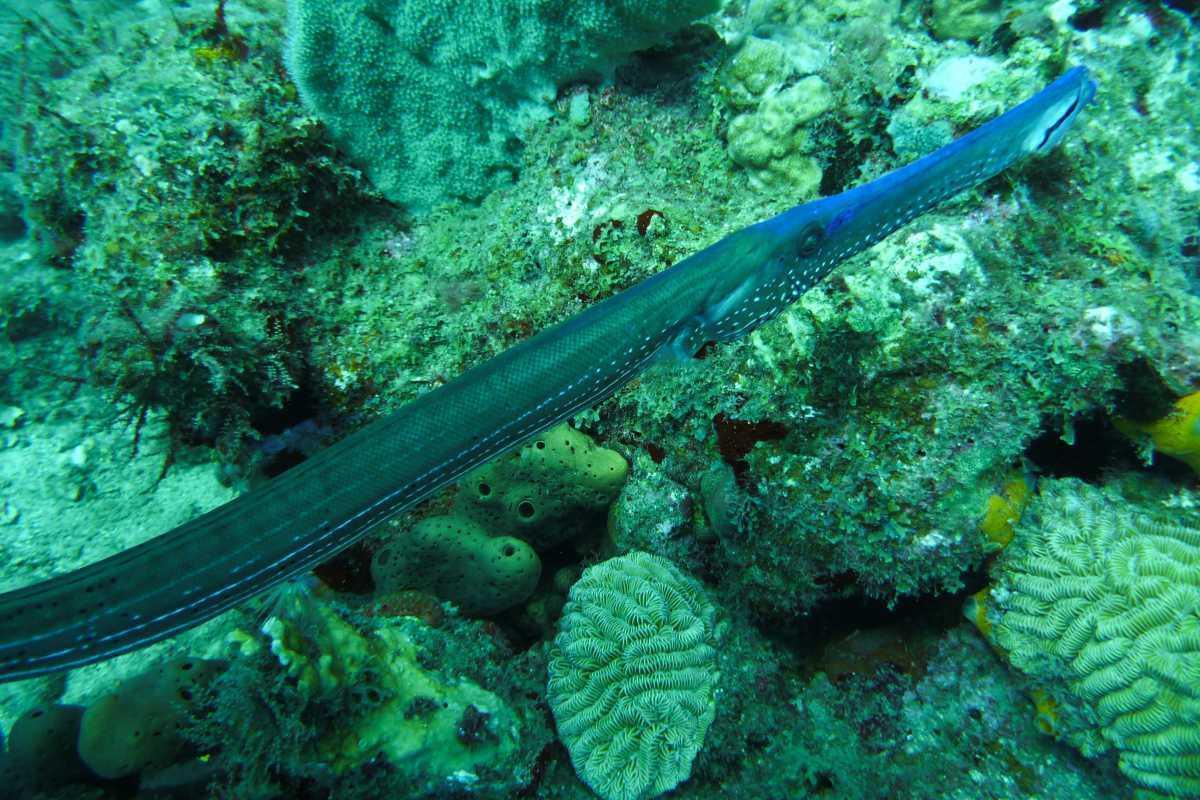 Poissons trompettes