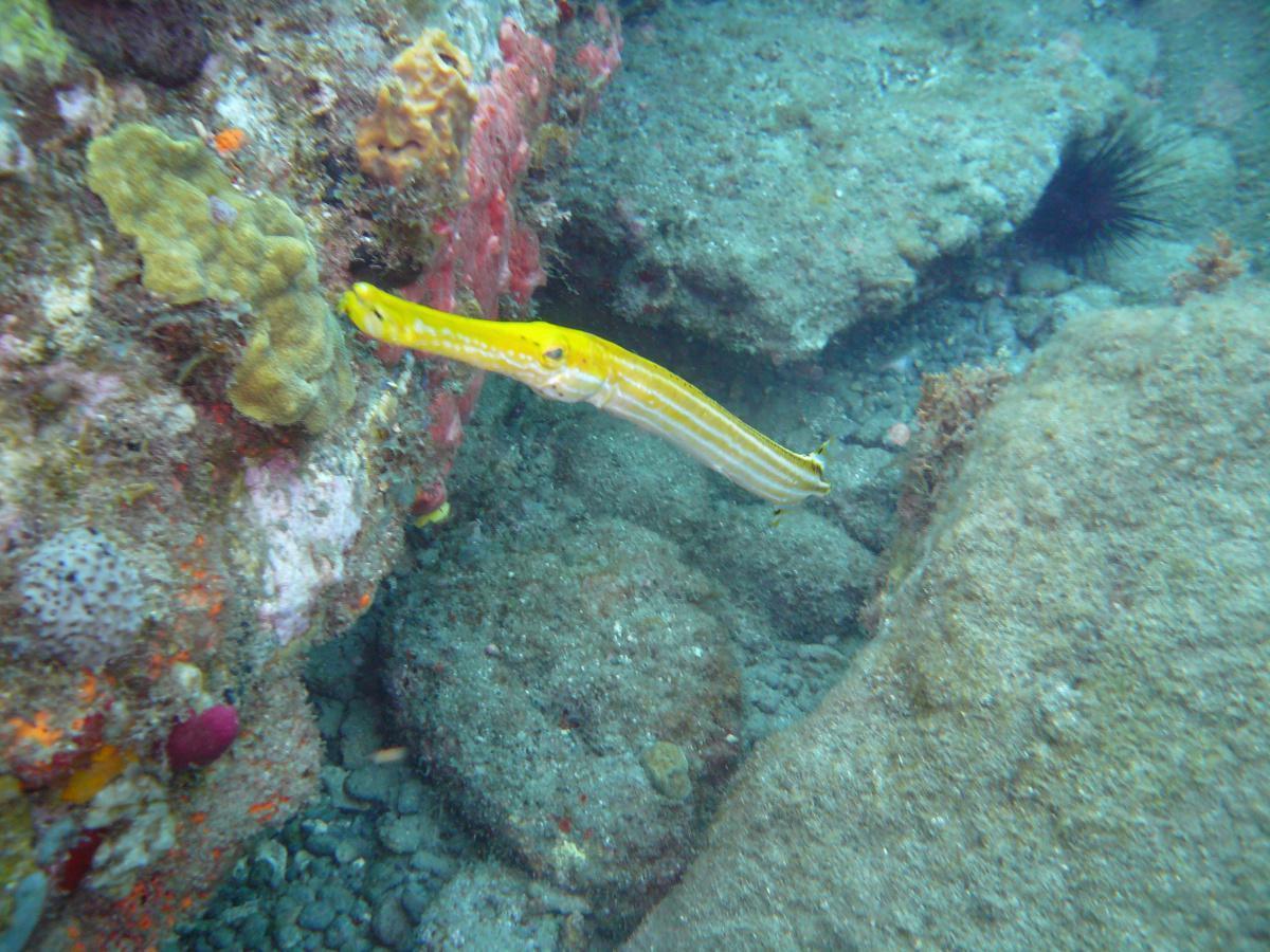 Poissons trompettes