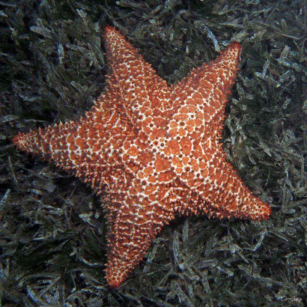 Poissons trompettes Poissons trompettes