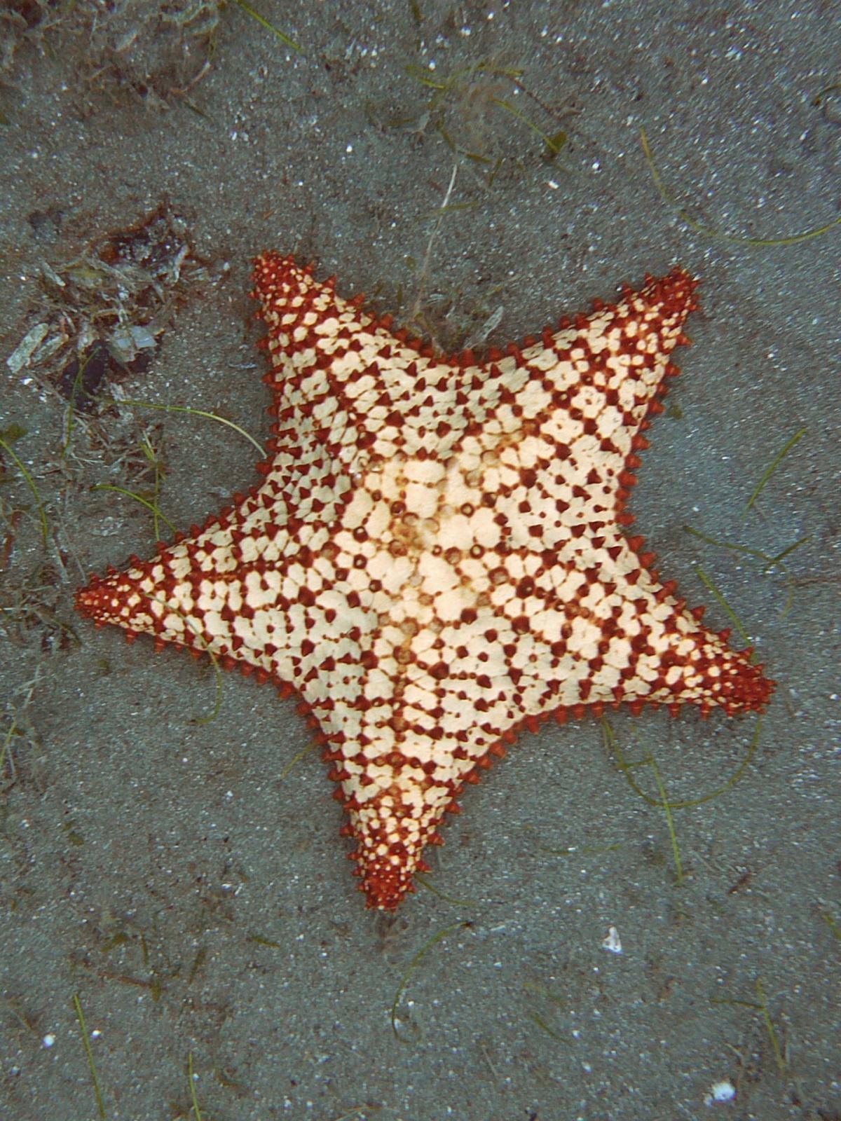 Les étoiles de mer