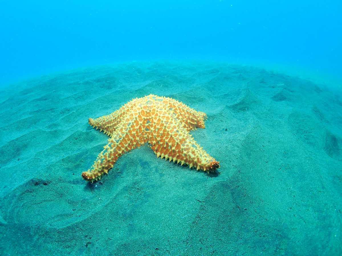 Les étoiles de mer