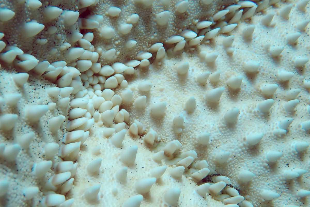 Les étoiles de mer