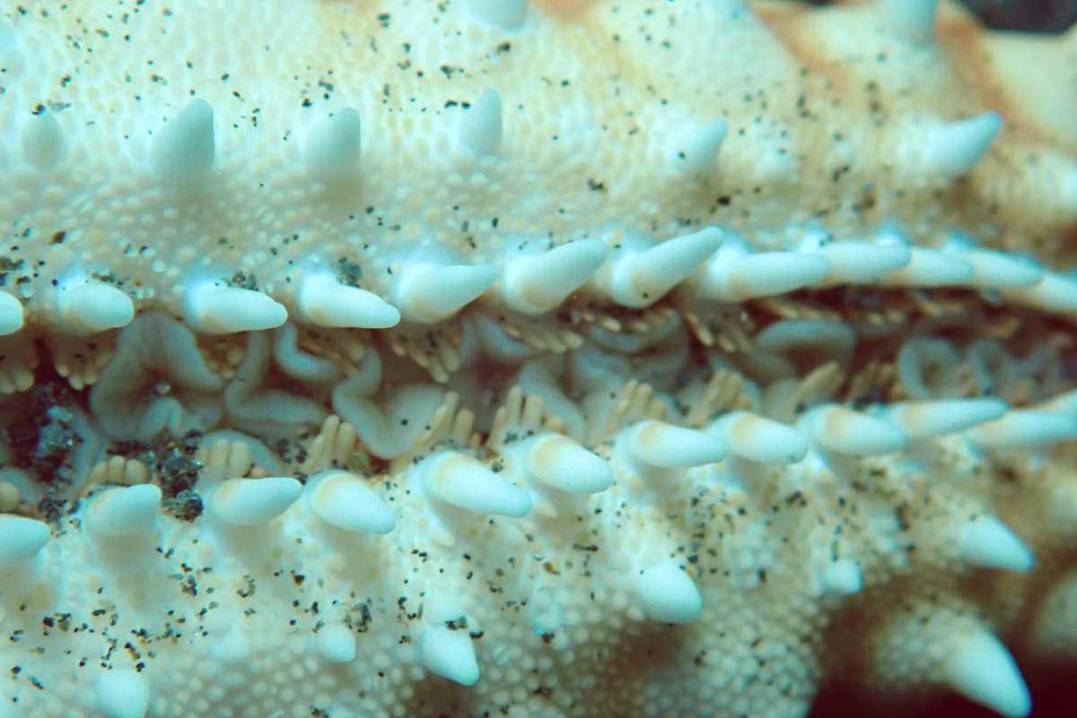Les étoiles de mer Les étoiles de mer