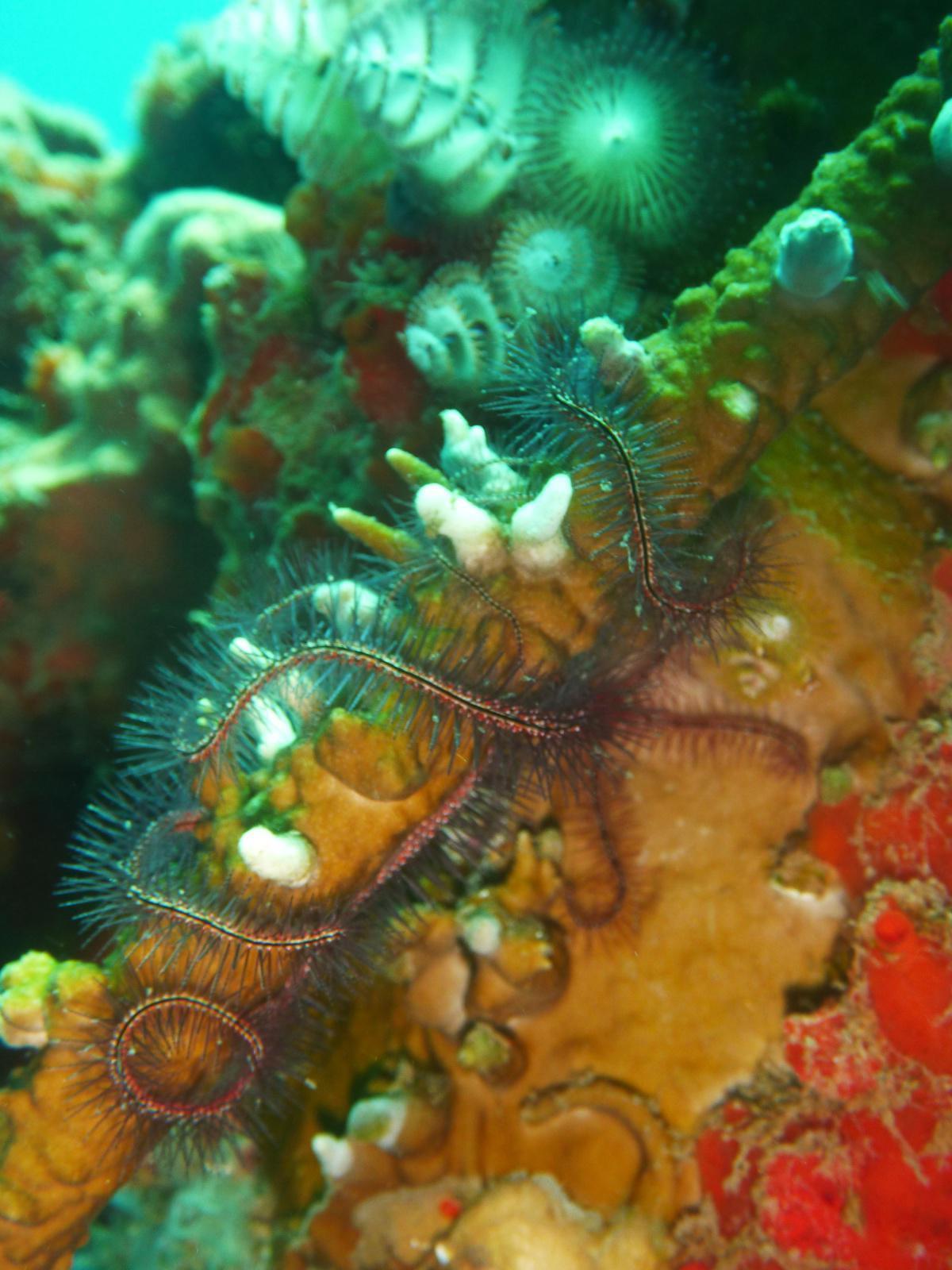 Les étoiles de mer