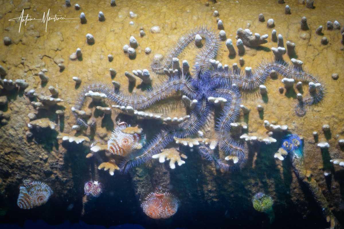 Les étoiles de mer