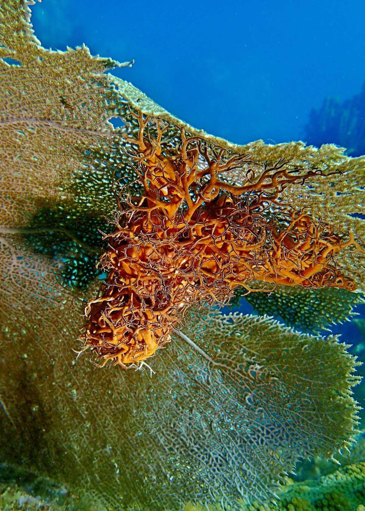 Les étoiles de mer