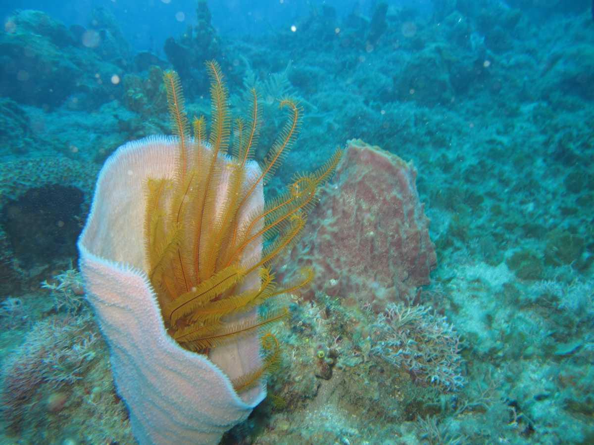 Les étoiles de mer