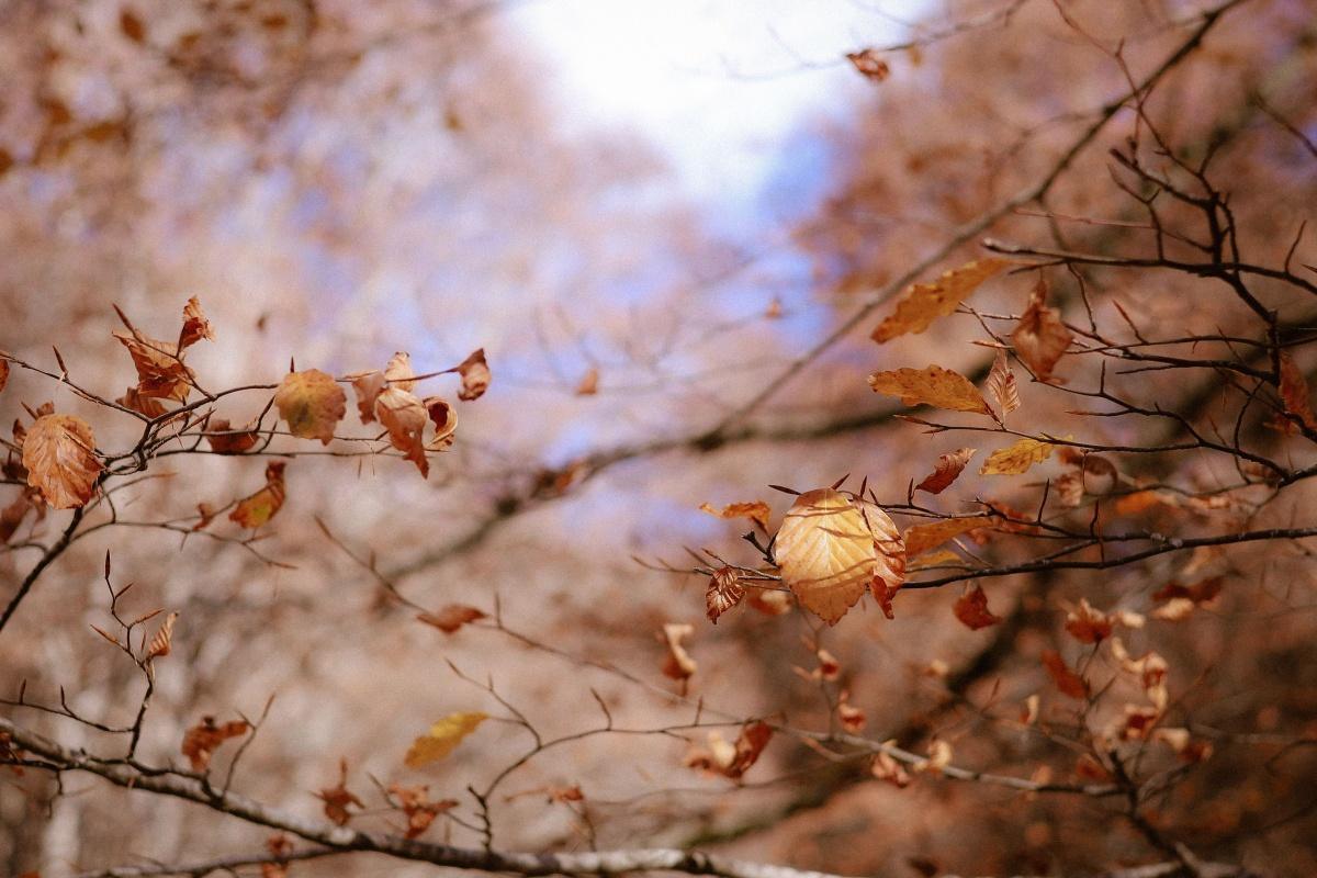 Ayurveda Seasonal Self-Care Workshop