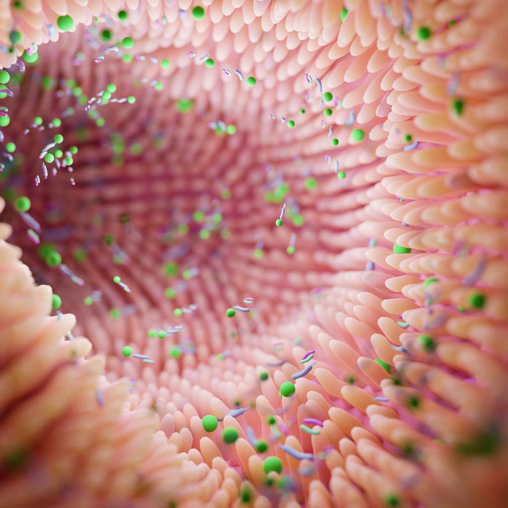 MICROBIOTA MICROBIOTA