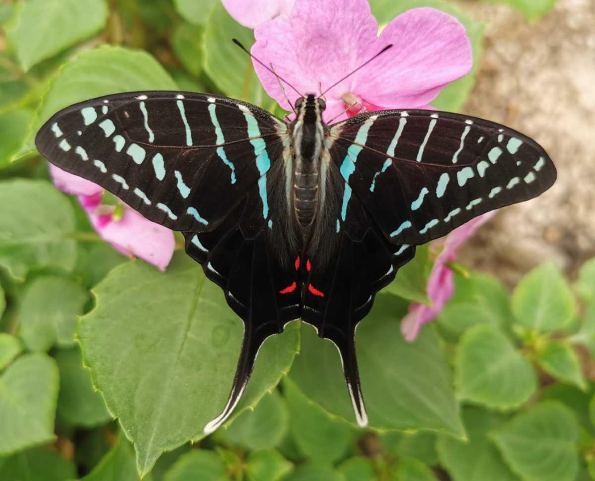 Vlindertuin Vlindorado