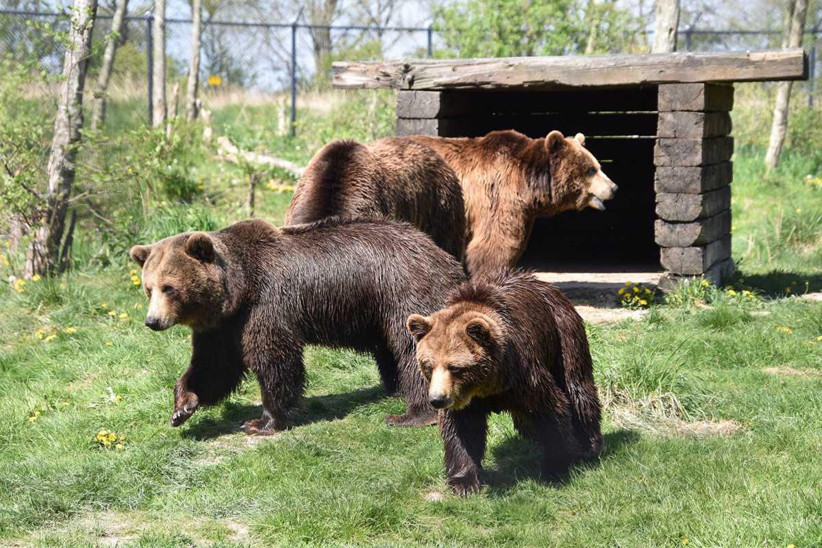 Dierenpark Hoenderdaell 