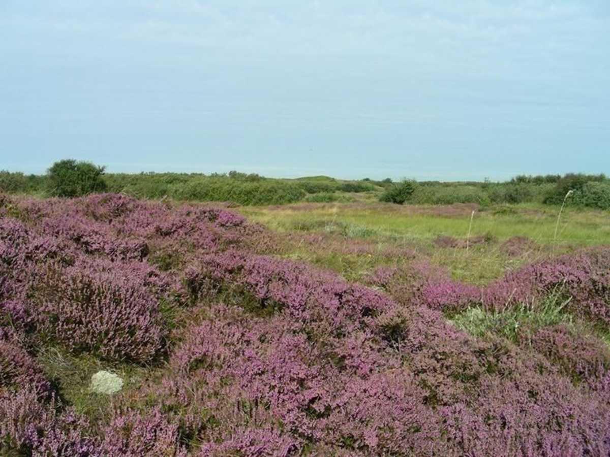 Het zwanenwater Het zwanenwater