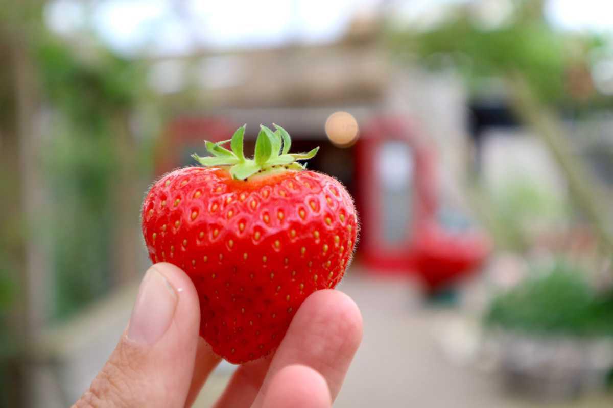 (Tee)garten - Spargl und Erdbeeren By Broersen 