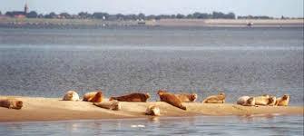 Robbenfahrten (Wadvissersgilde, De Zee Leeft) Robbenfahrten (Wadvissersgilde, De Zee Leeft)