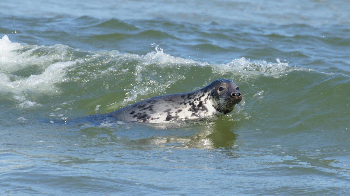 Blauwe Zeeridder Experience Blauwe Zeeridder Experience