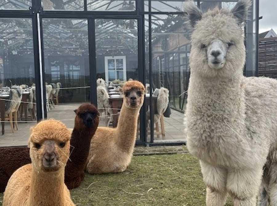 Alpaca-Eco Farm