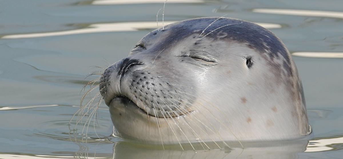 Zeehondentour snel varen