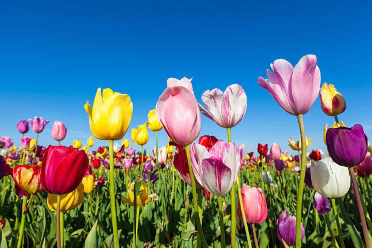 Wandelen langs de bloembollenvelden Wandelen langs de bloembollenvelden