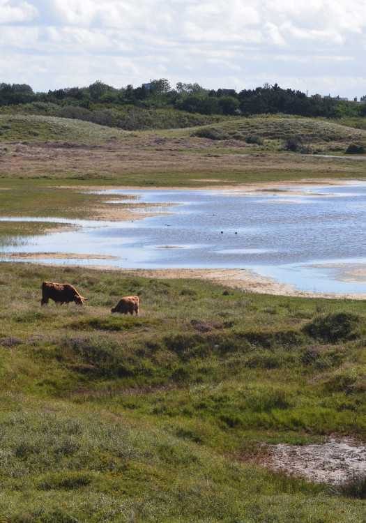 Het Zilte Pad Het Zilte Pad