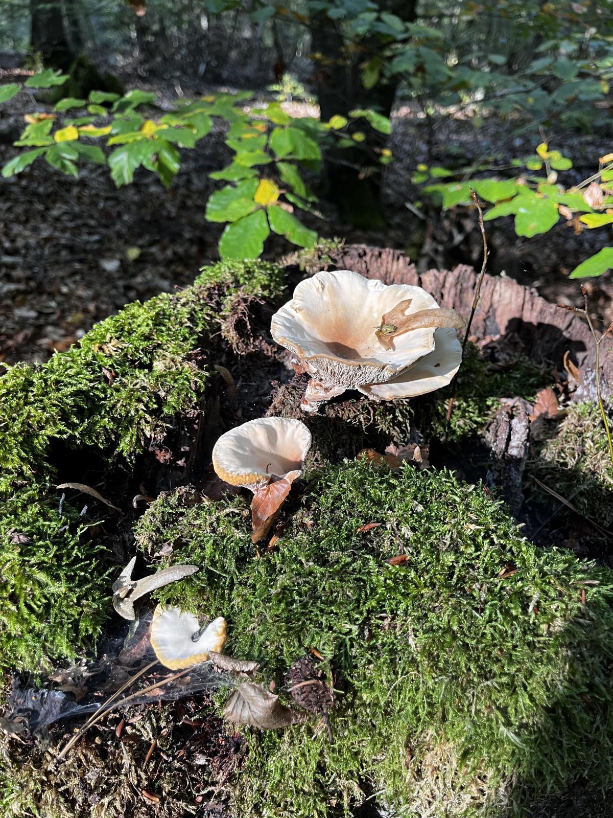 Pilzlehrwanderung Pilzlehrwanderung