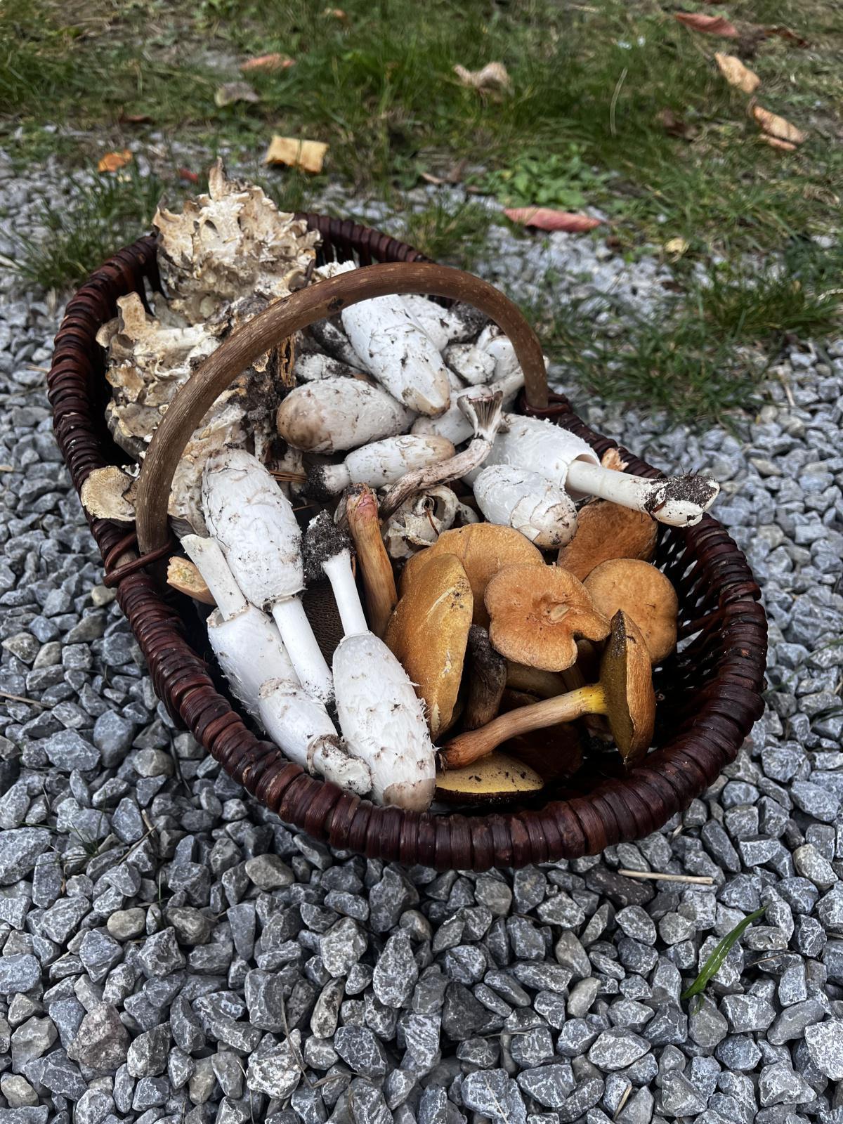 Pilzlehrwanderung Pilzlehrwanderung