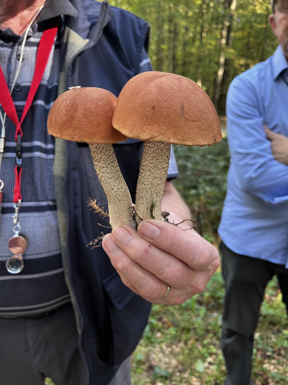 Pilzlehrwanderung Pilzlehrwanderung