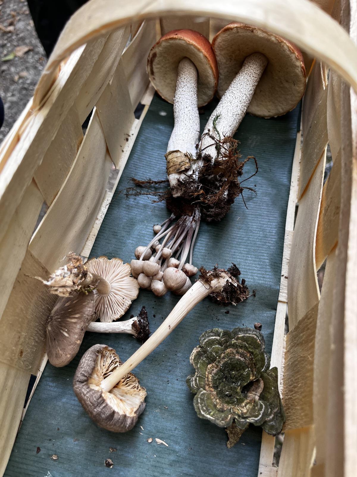 Pilzlehrwanderung Pilzlehrwanderung