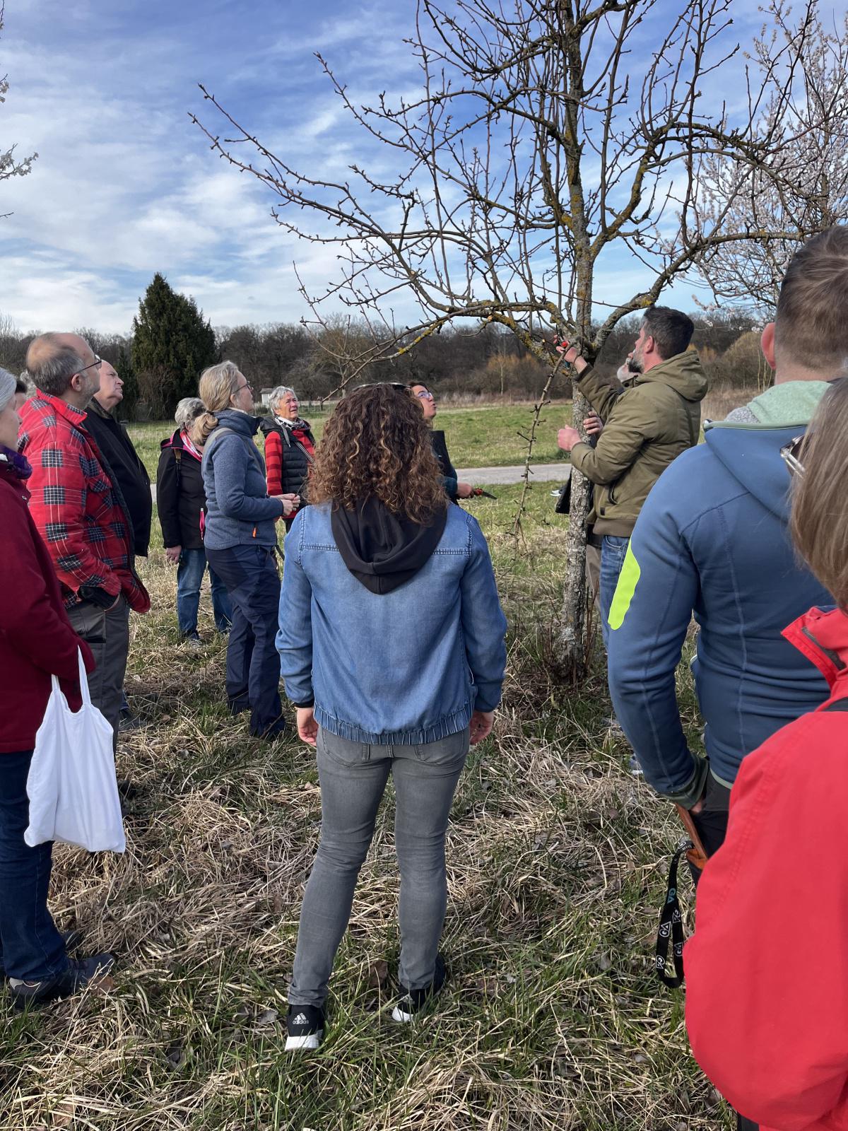 Workshop: Obstbäume schneiden Workshop: Obstbäume schneiden