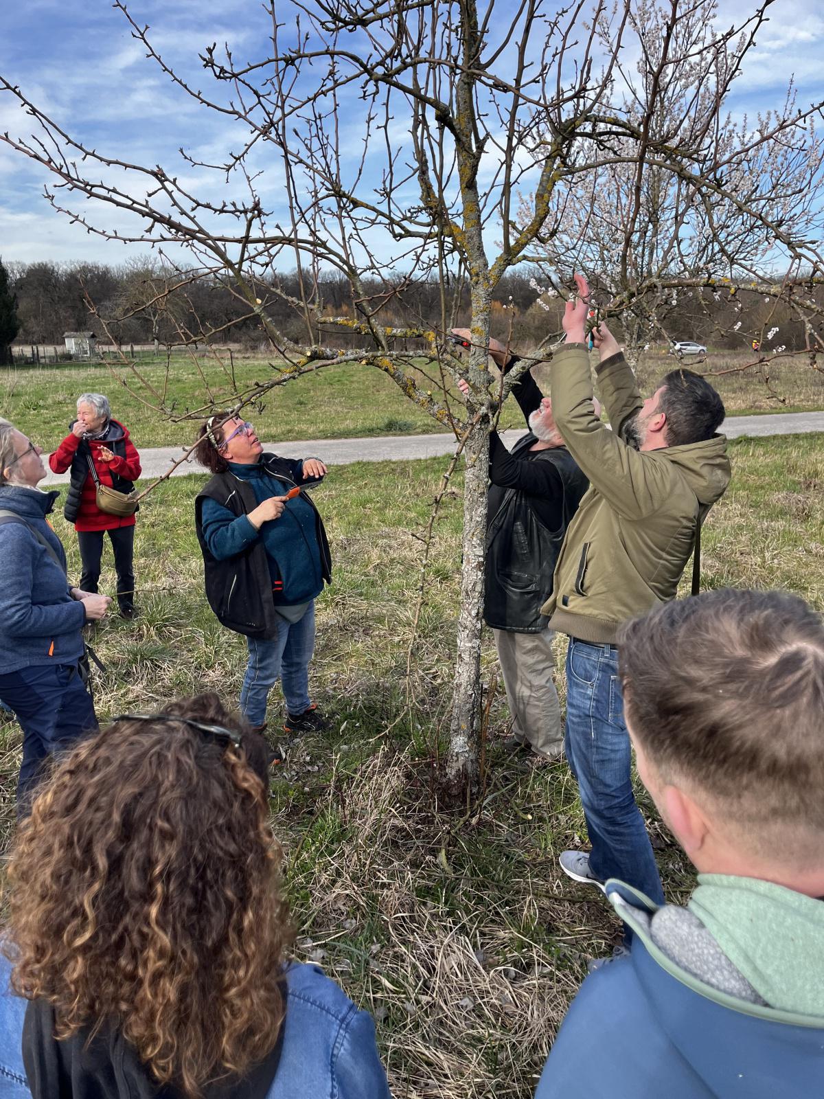 Workshop: Obstbäume schneiden Workshop: Obstbäume schneiden