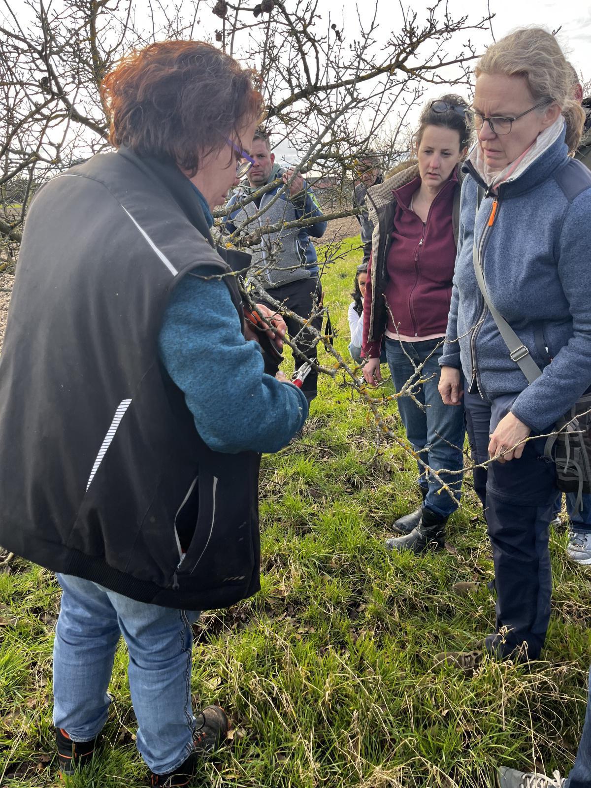 Workshop: Obstbäume schneiden Workshop: Obstbäume schneiden