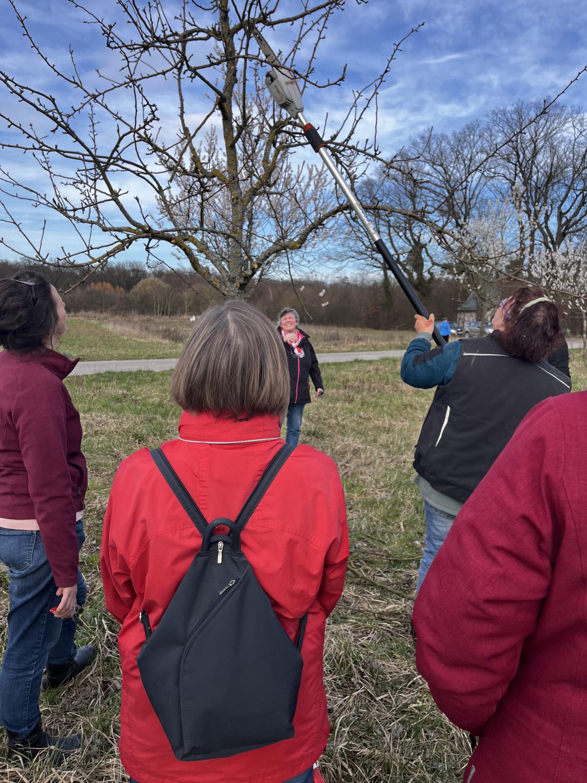 Workshop: Obstbäume schneiden Workshop: Obstbäume schneiden
