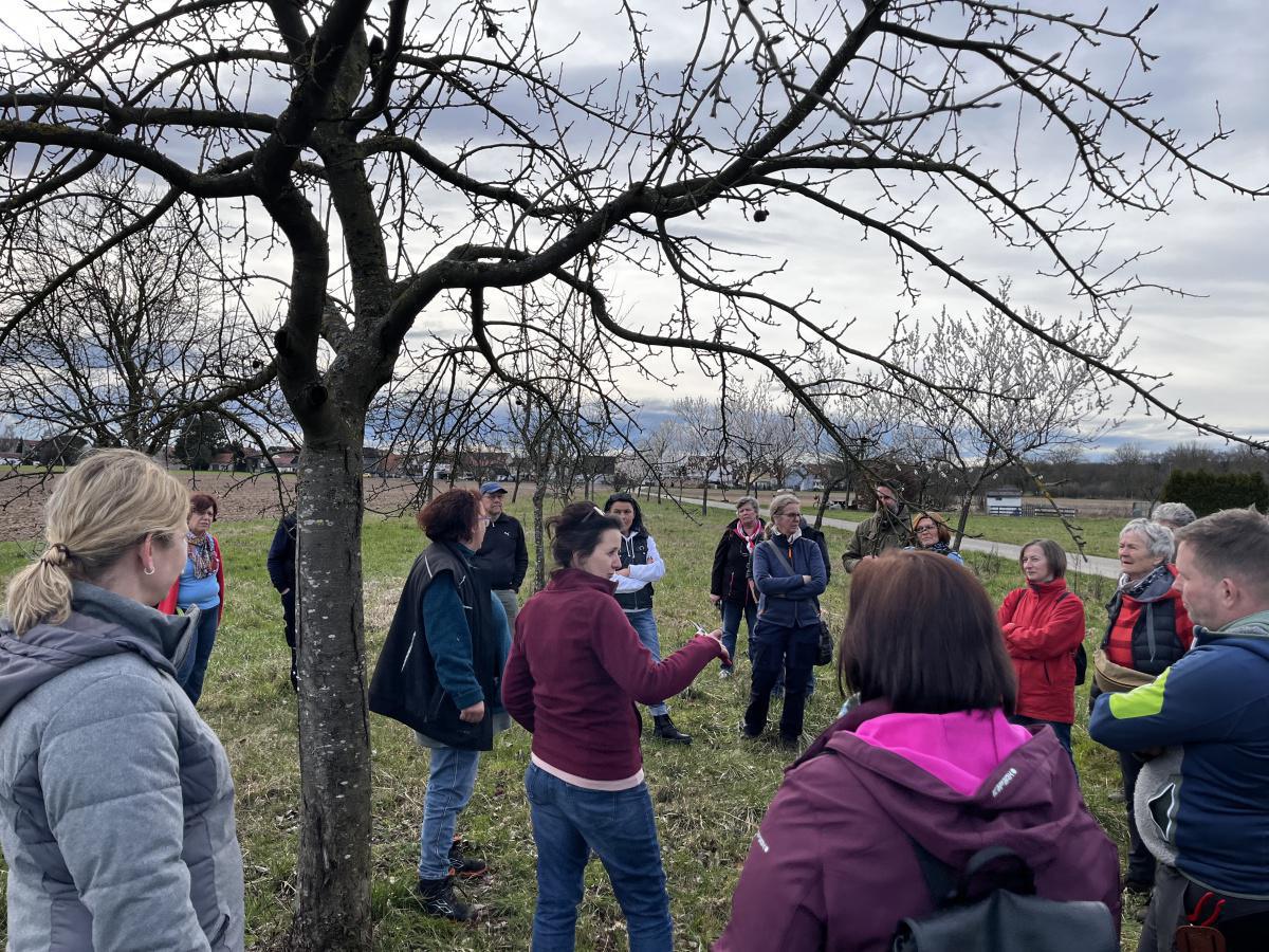Workshop: Obstbäume schneiden Workshop: Obstbäume schneiden