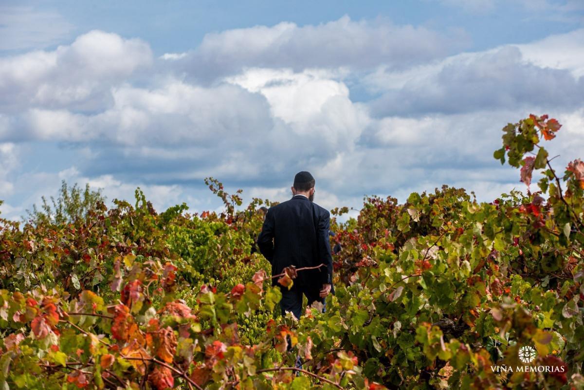Viña Memorias: El legado familiar de Annie Molco entre raíces, vino y recuerdos Viña Memorias: El legado familiar de Annie Molco entre raíces, vino y recuerdos