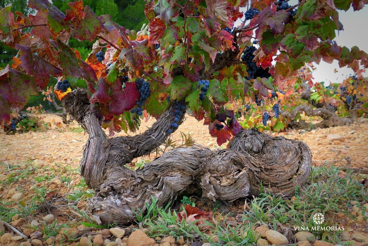 Viña Memorias: El legado familiar de Annie Molco entre raíces, vino y recuerdos Viña Memorias: El legado familiar de Annie Molco entre raíces, vino y recuerdos