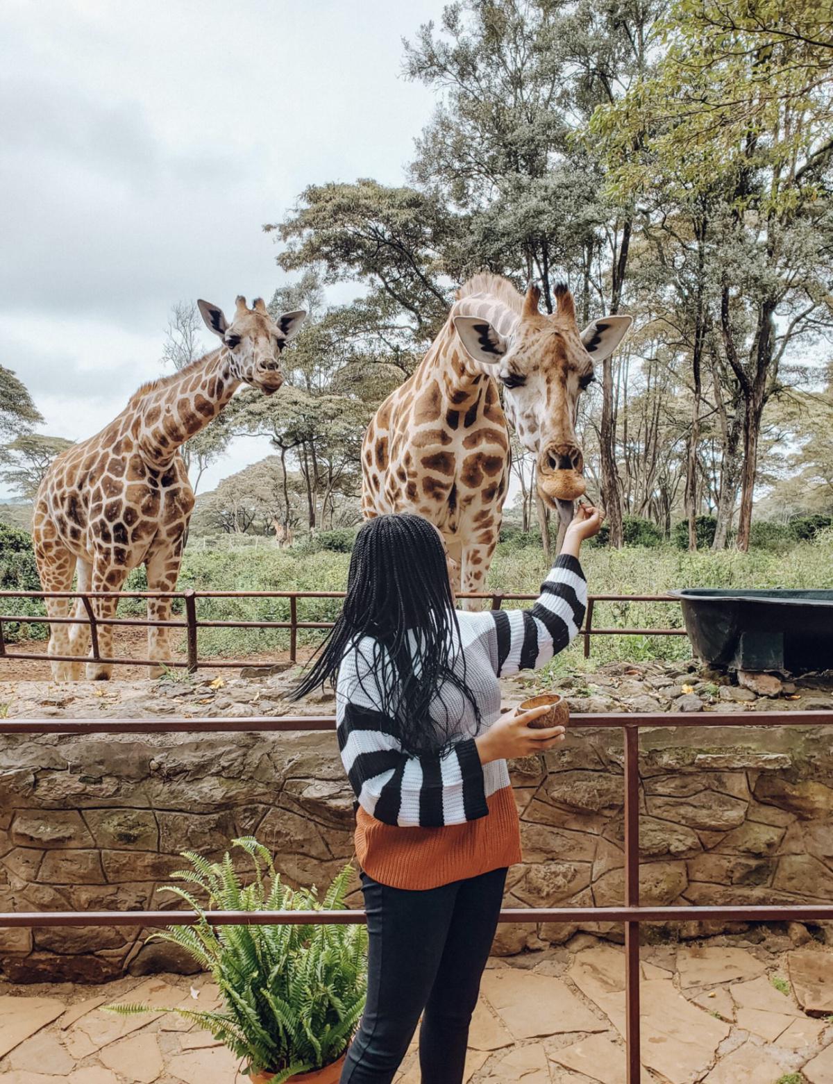 Giraffe centre Giraffe centre