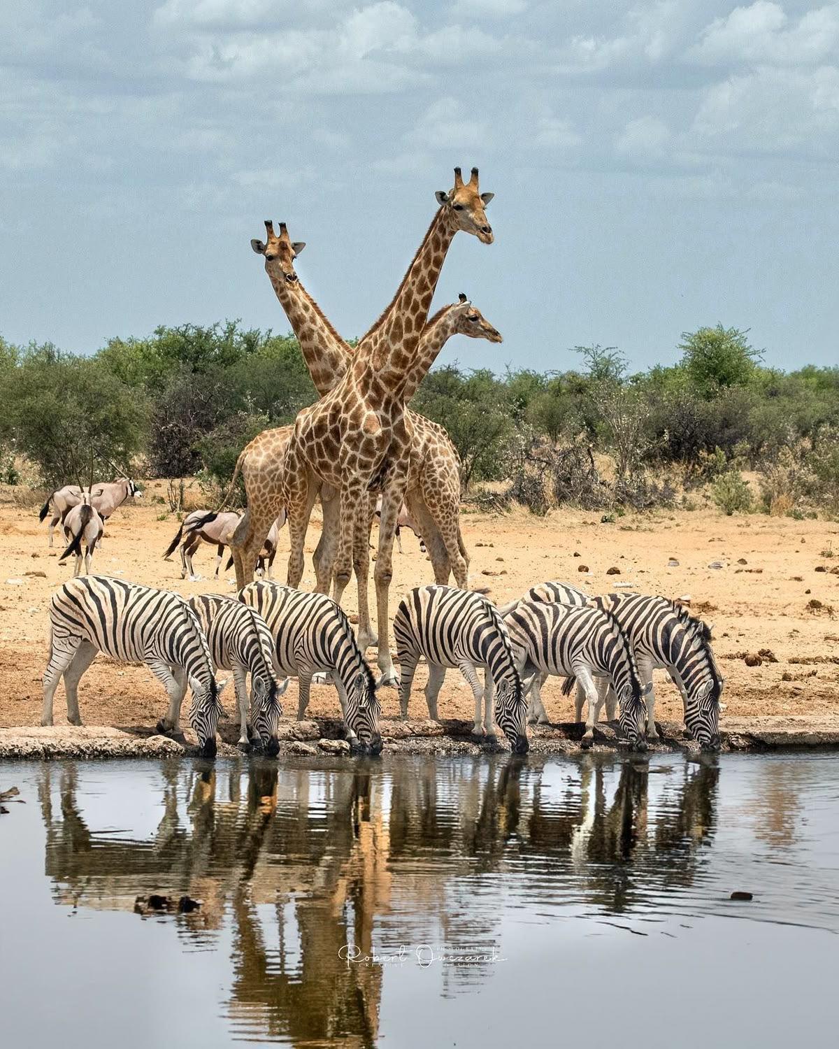 Kenya Safari Tour : 7 jours d’émerveillement