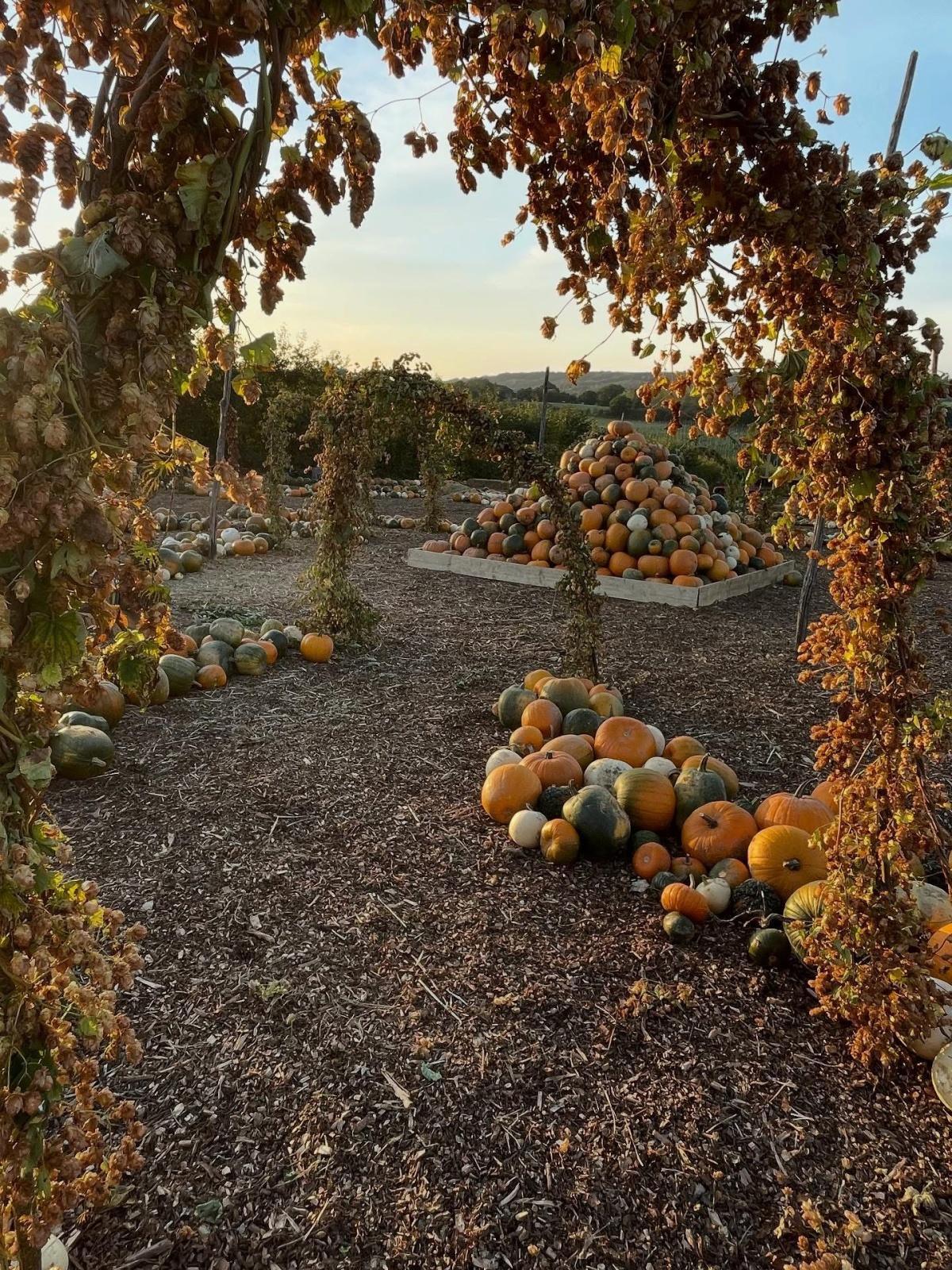 Pumpkin Fest @ Tibbs Farm