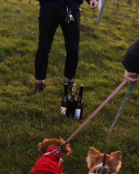 The Big Dog Walk @ Tillingham