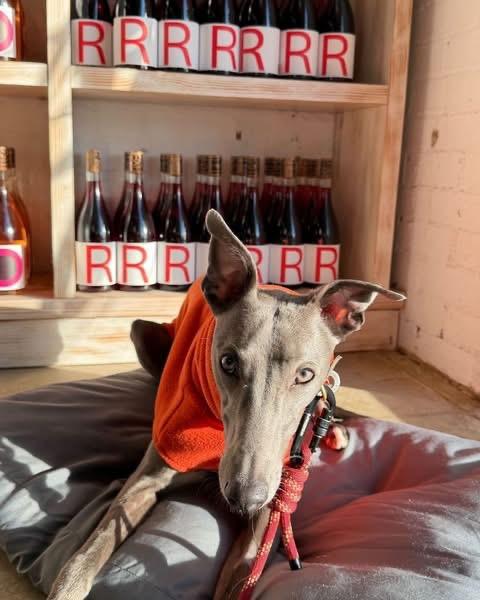 The Big Dog Walk @ Tillingham