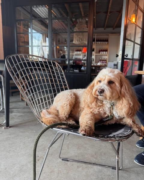 The Big Dog Walk @ Tillingham