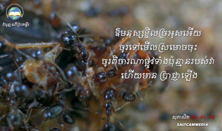 ដំបូន្មានពីព្រះគម្ពីរ | ​កុំខ្ជិល​ច្រអូស | សុភាសិត ០៦ : ០៦ - ០៩ 