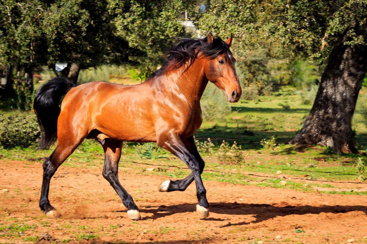 Reserva TAURO Ronda